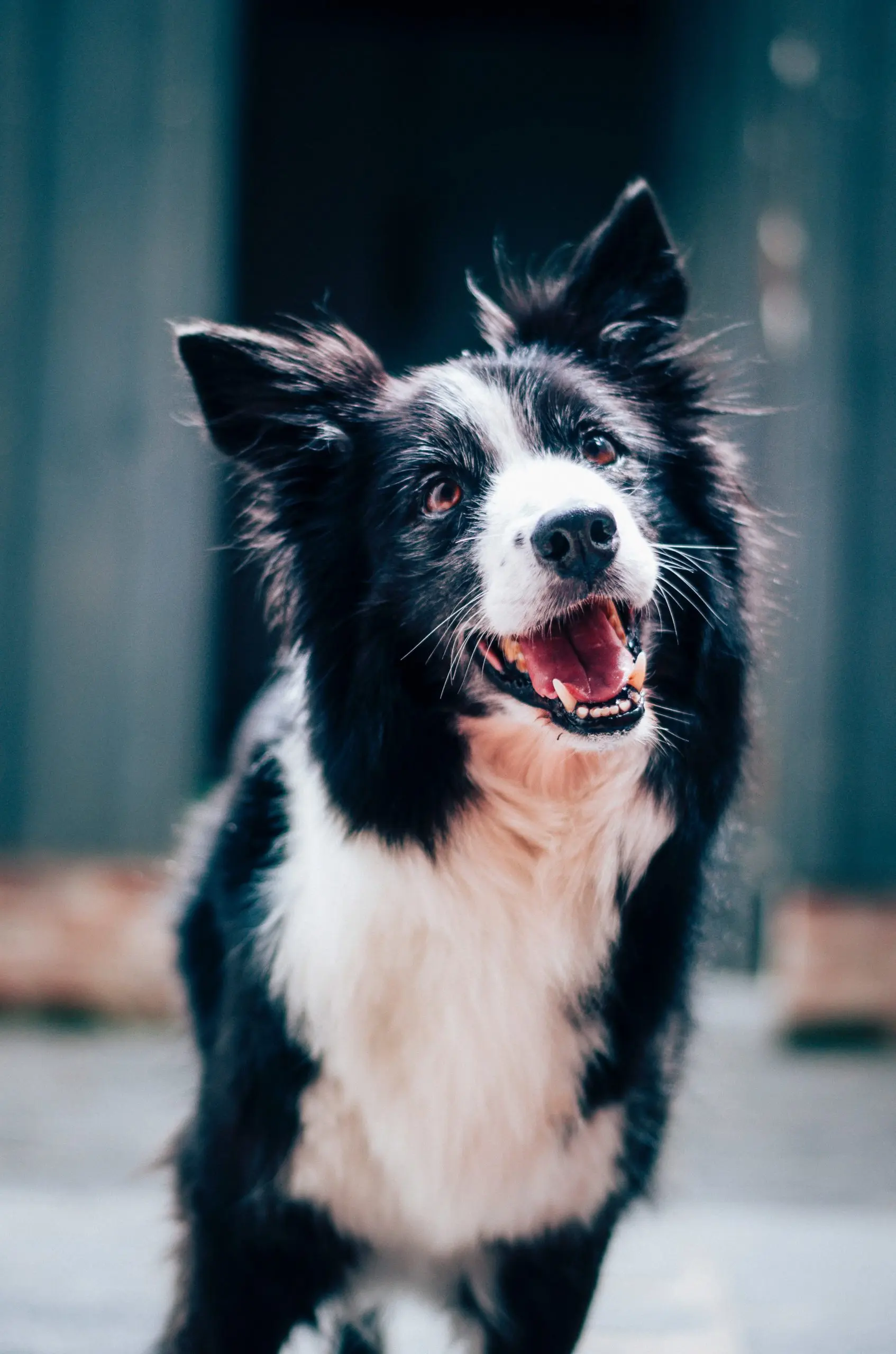 Image of border collie