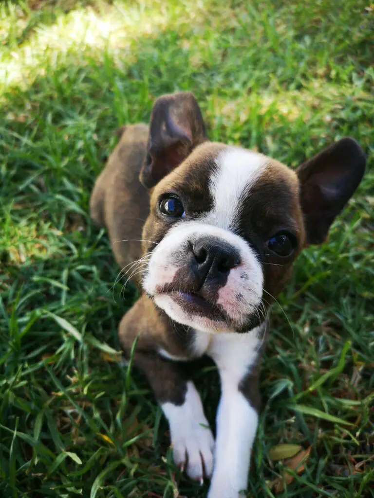 Puppy bulldog lying on the grass