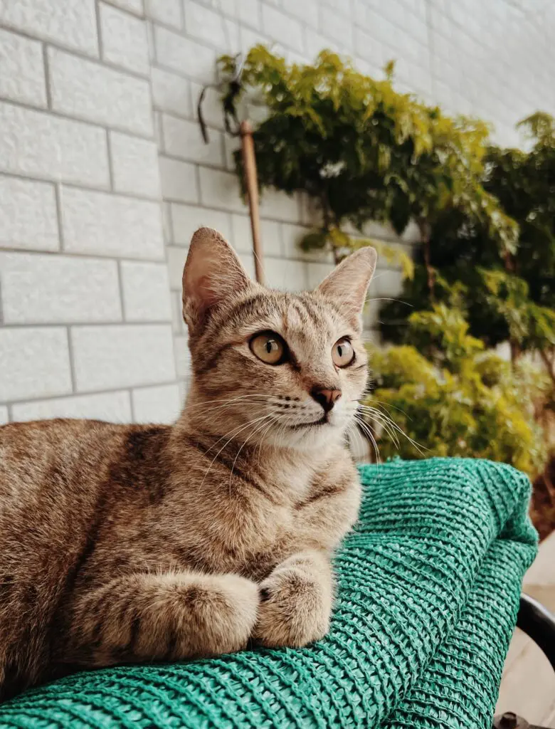 Tabby cat relaxing on a soft bed