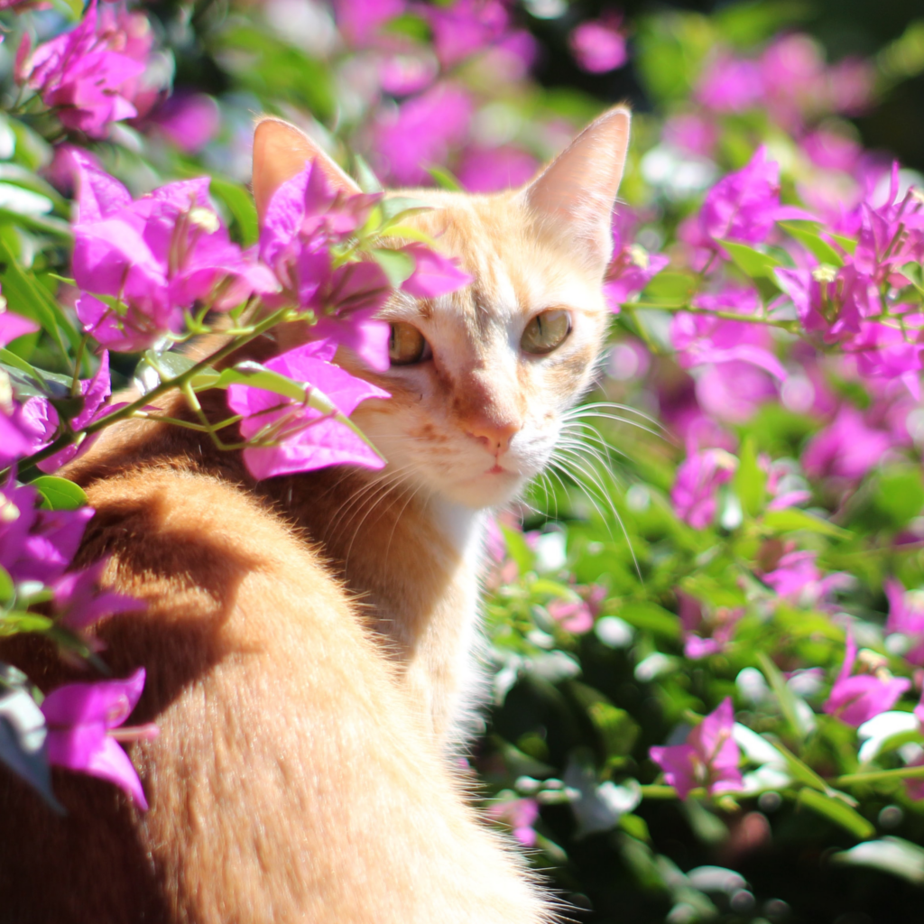 Allergies & Dermatology