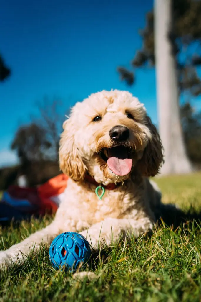Golden poodle mixed dog lying on grass with a blue ball toy