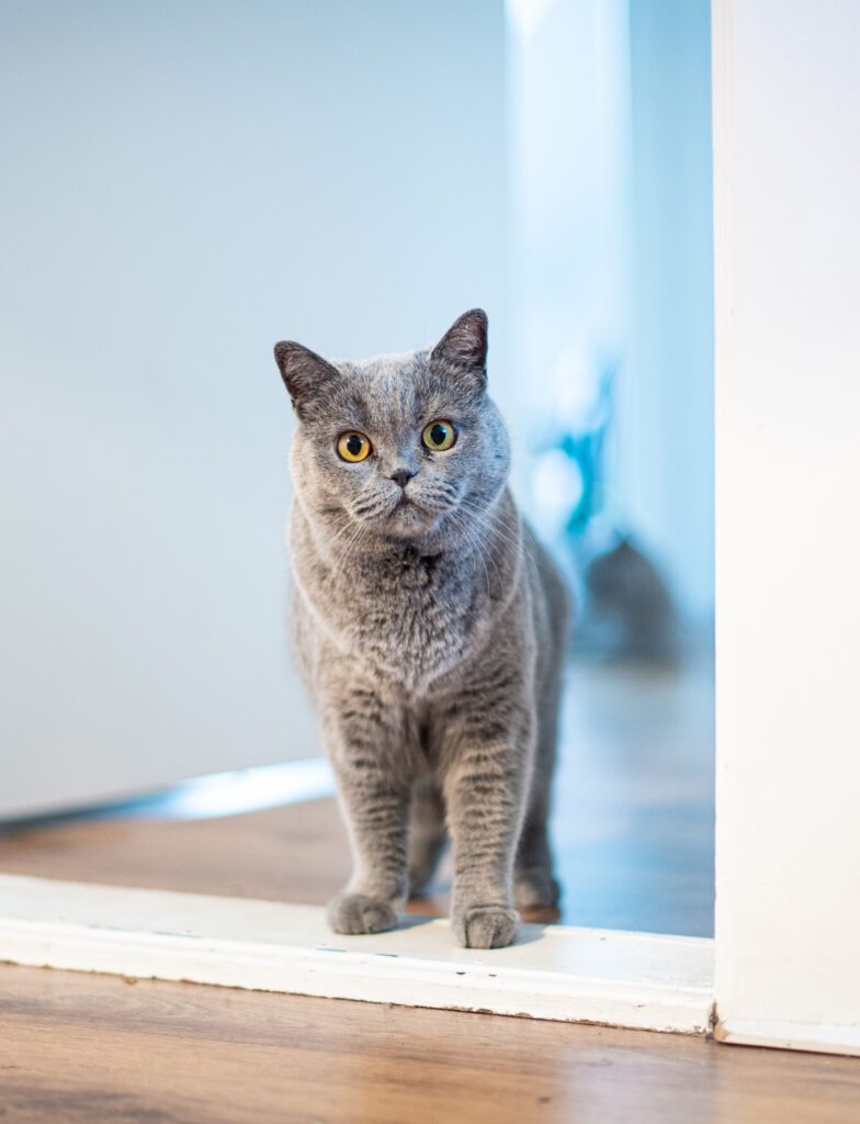 Grey cat with yellow eyes standing in a doorway