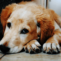 Brownish adult dog on the floor with two paws forward