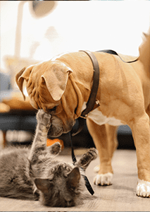 Cat and dog being playful together