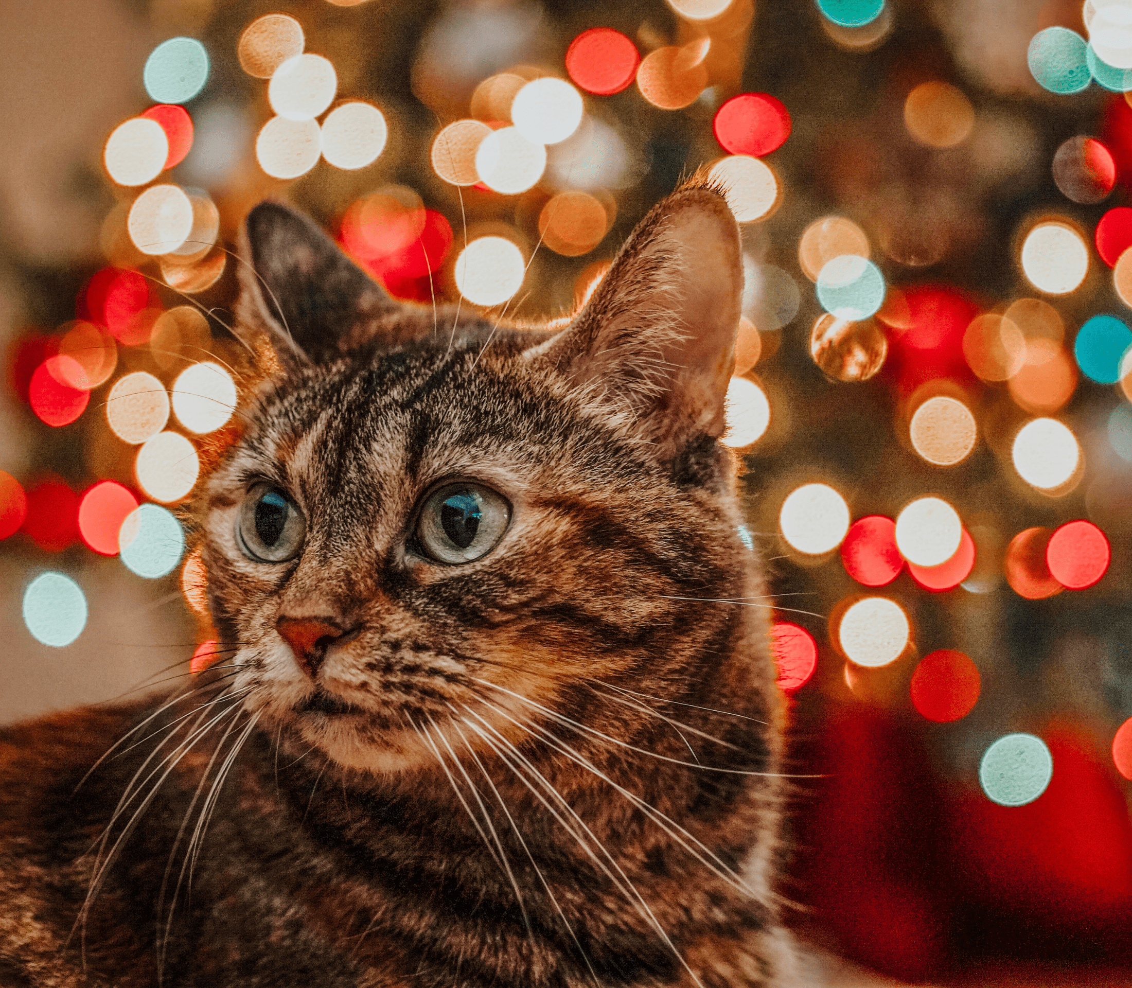Tabby cat with wide eyes with christmas lights on the background