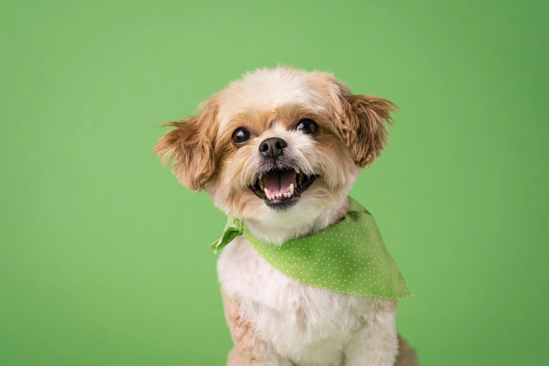 dog-boarding-tips-veterinary-health-center