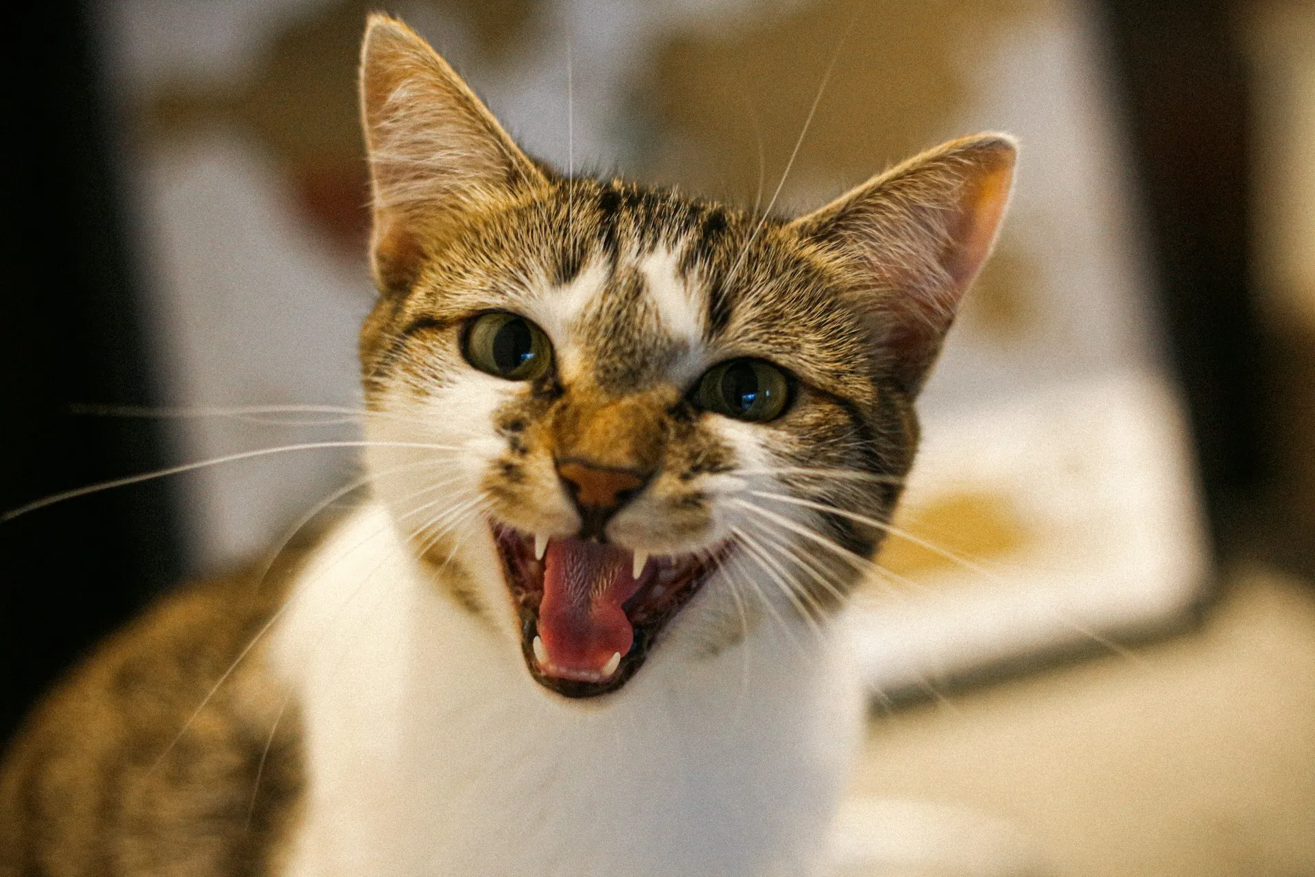 A brown and white tabby cat with its mouth open, appearing to be meowing or hissing.