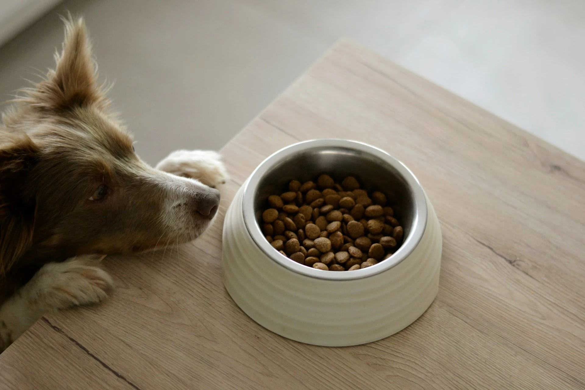 A fluffy dog with its paws on a wooden table is looking at a bowl of kibble.