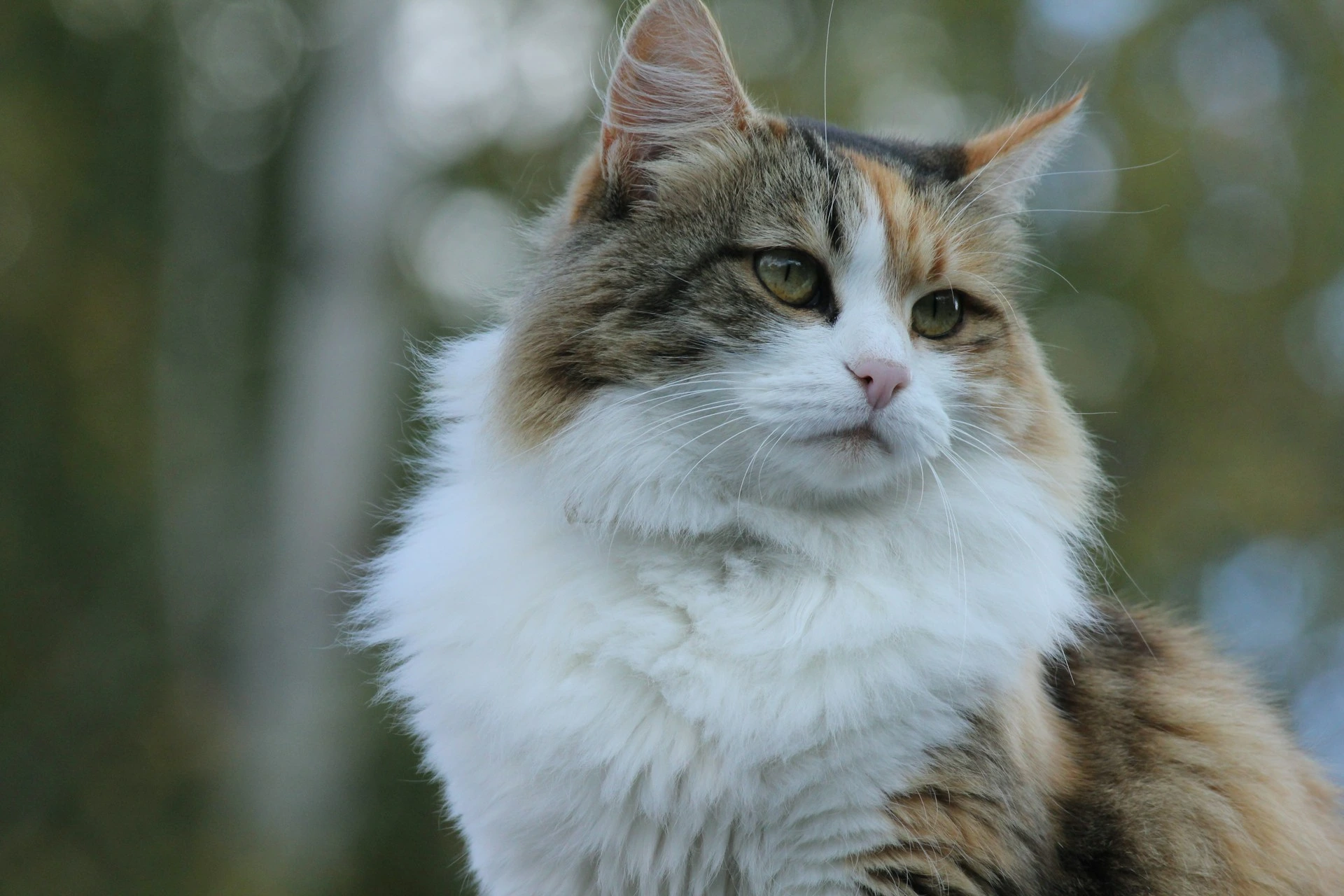 A cat with green eyes against a soft, blurred background of trees.