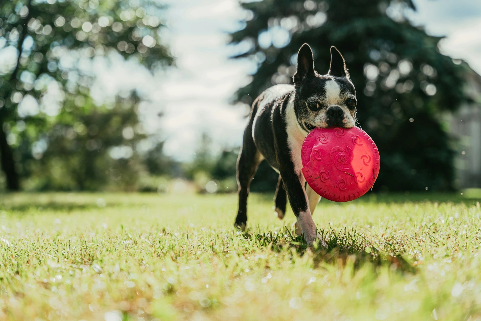 A black and white Boston Terrier with a pink frisbee in its mouth is running through a grassy yard on a sunny day.