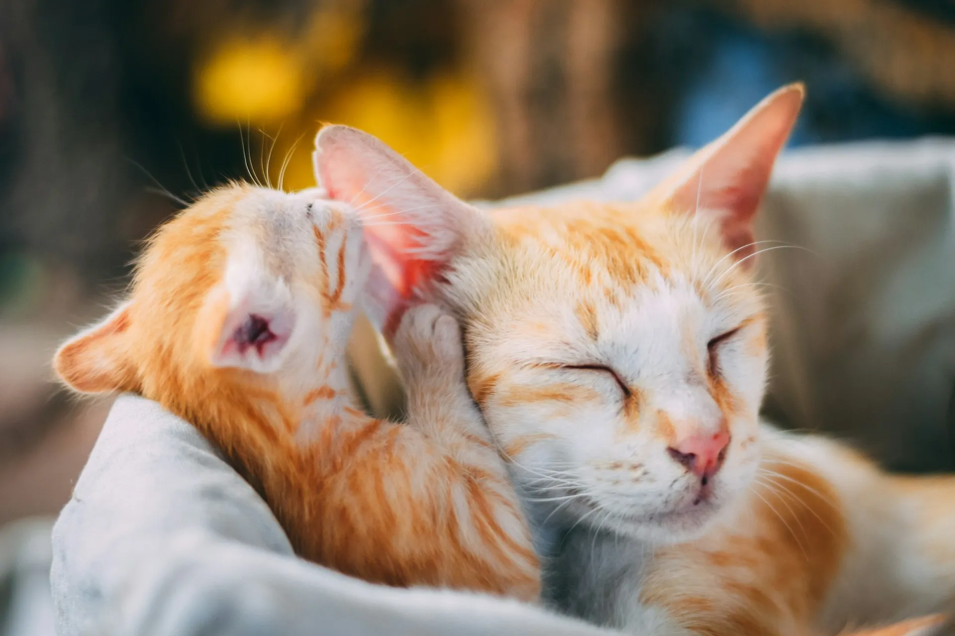 An orange cat with its eyes closed is nuzzling a kitten of the same color.