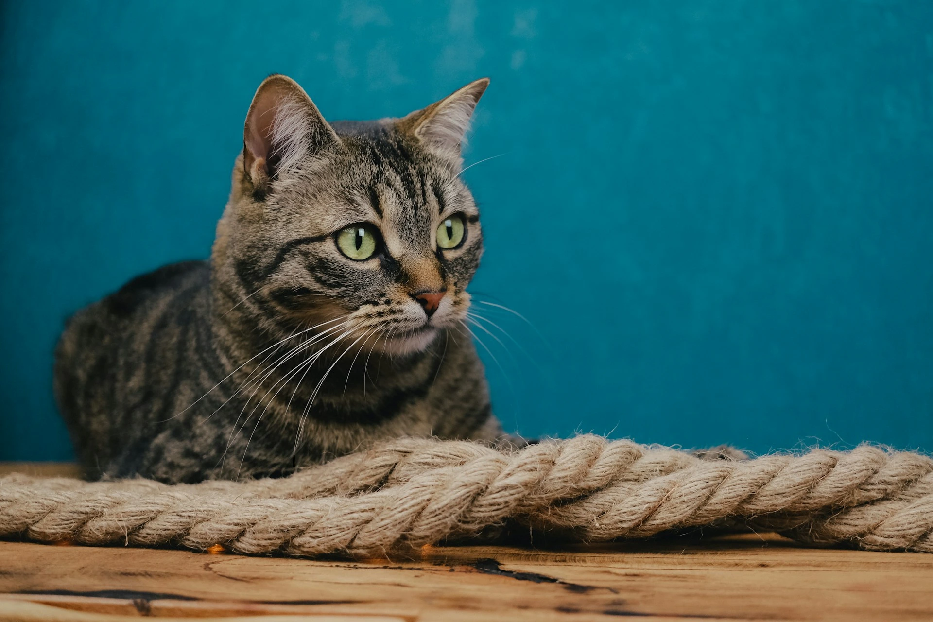 A gray cat with green eyes is lying on a wooden surface against a teal blue background.