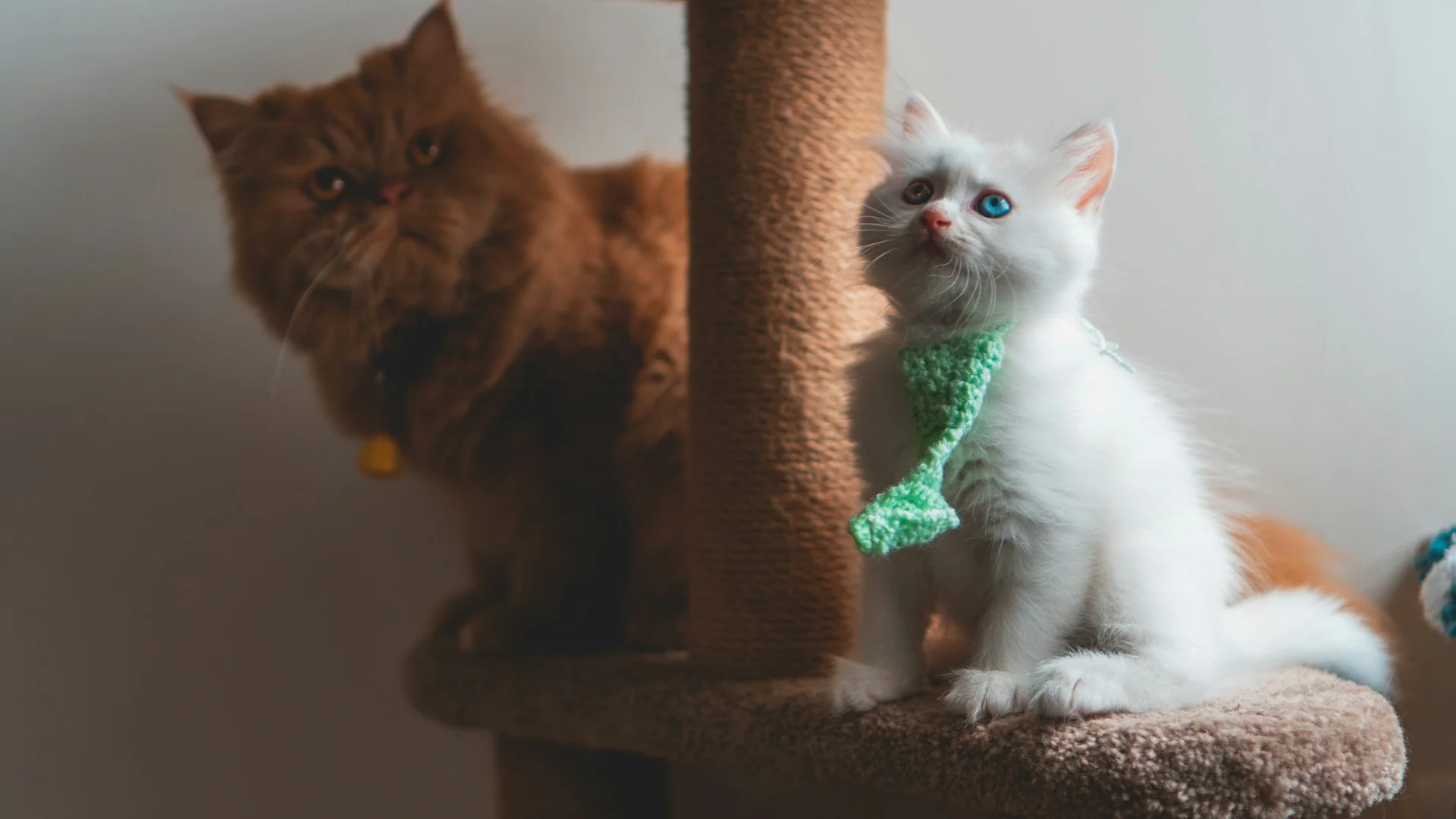 Two cats sitting on a brown cat tower.