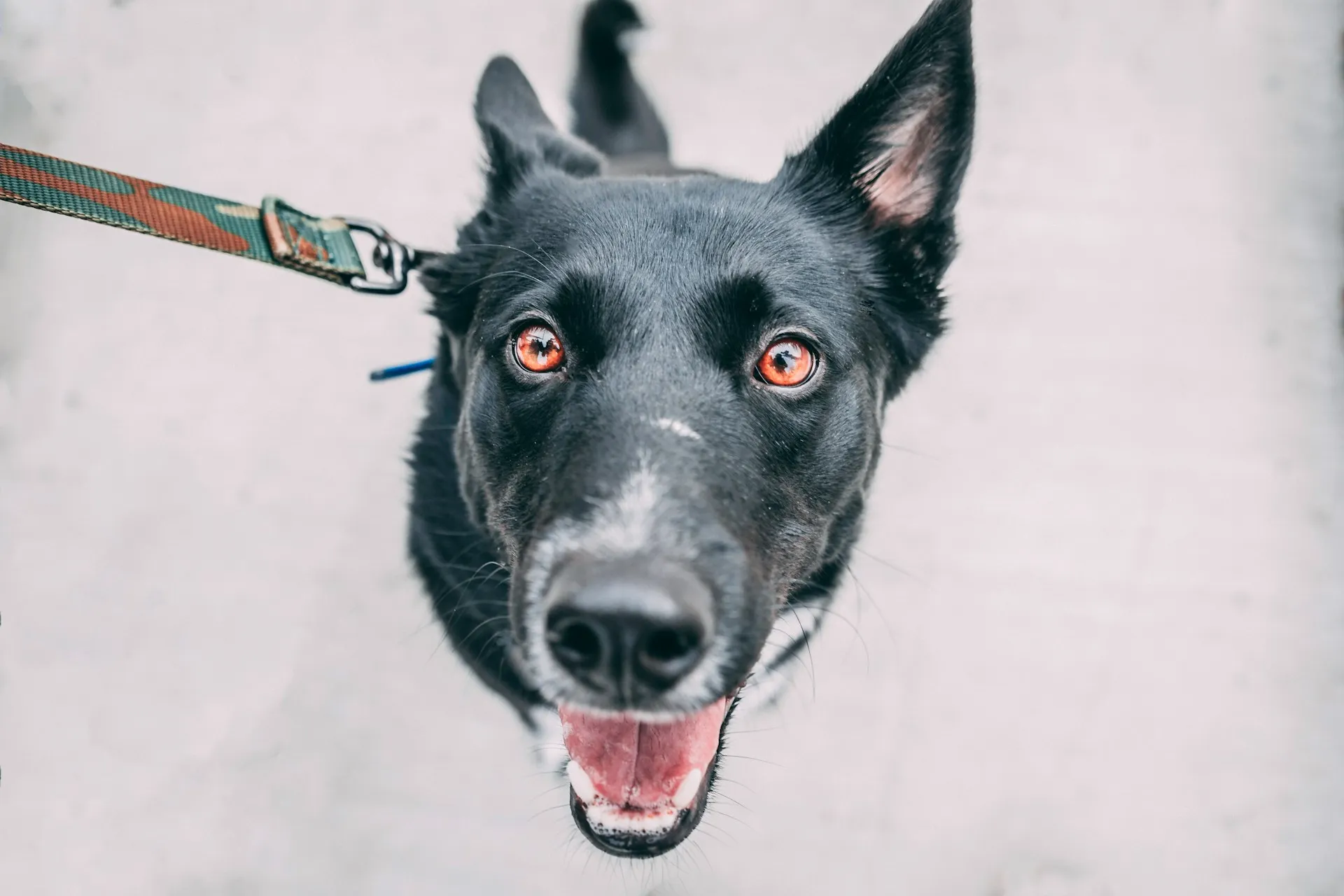 A black dog with glowing orange eyes is looking up at the camera.